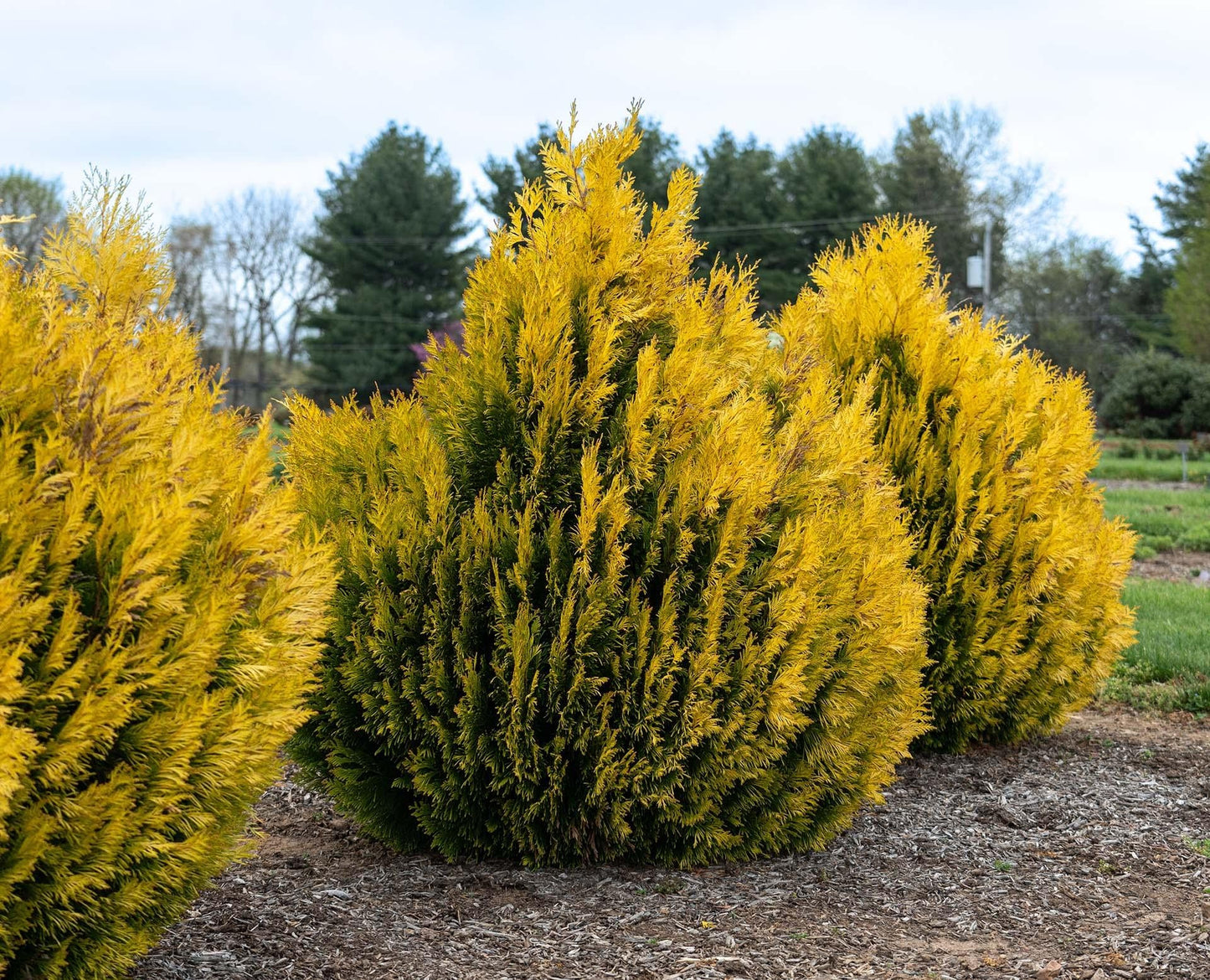 Thuja Plicata 'forever Goldy' - View 7 from www redcrocus com