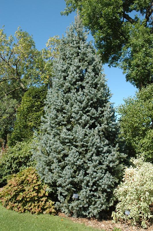 Picea Pungens Iseli Fastigiata - View 1 from www redcrocus com