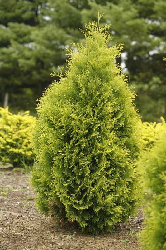 Thuja Occidentalis Polar Gold - View 1 from www redcrocus com