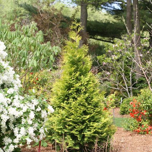 Thuja Occidentalis Polar Gold - View 6 from www redcrocus com
