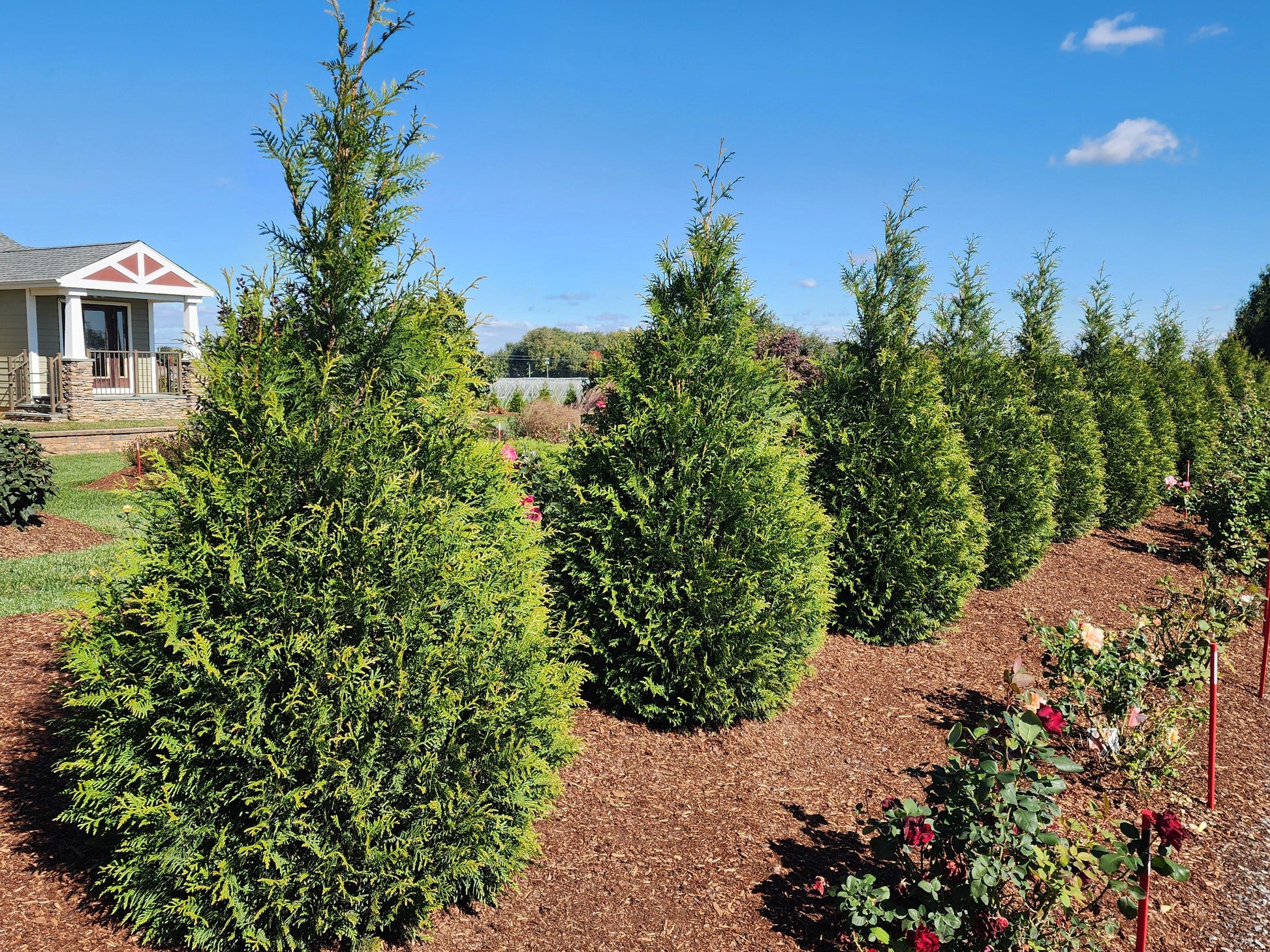 Thuja Plicata 'junior Giant' - View 11 from www redcrocus com