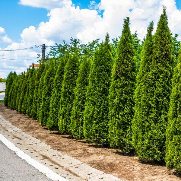 Thuja Plicata 'junior Giant' - View 16 from www redcrocus com