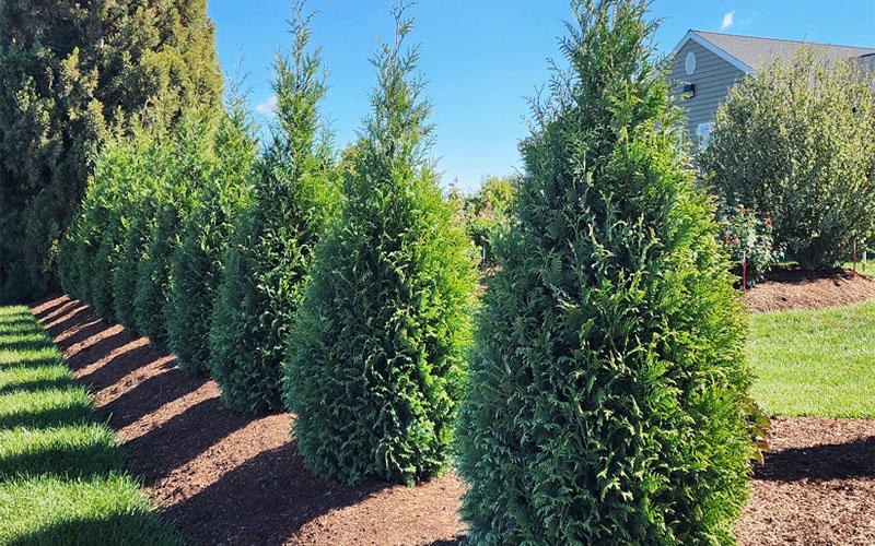 Thuja Plicata 'junior Giant' - View 18 from www redcrocus com