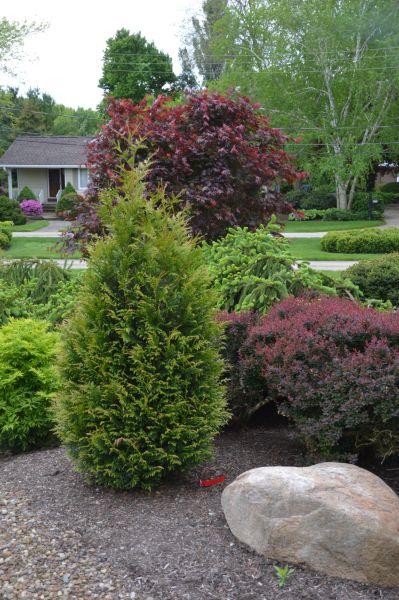 Thuja Plicata 'junior Giant' - View 20 from www redcrocus com