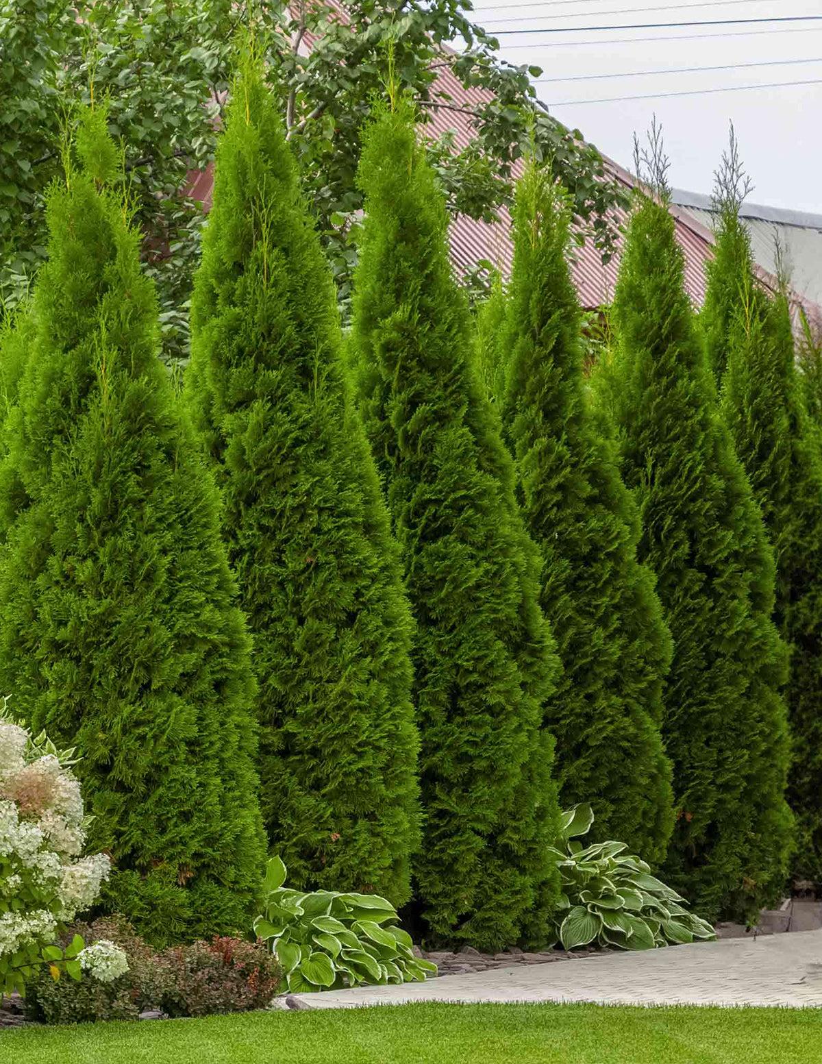 Thuja Plicata 'junior Giant' - View 21 from www redcrocus com