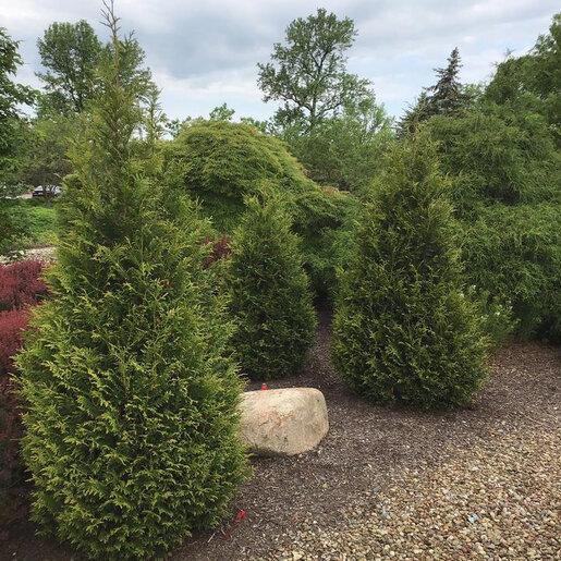 Thuja Plicata 'junior Giant' - View 22 from www redcrocus com