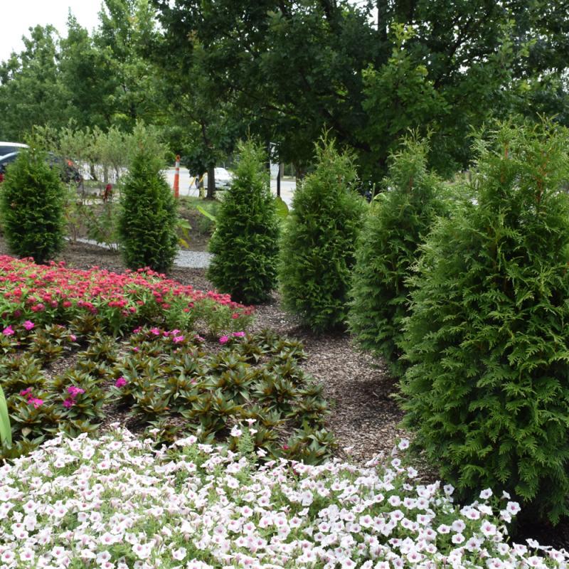 Thuja Plicata 'junior Giant' - View 23 from www redcrocus com