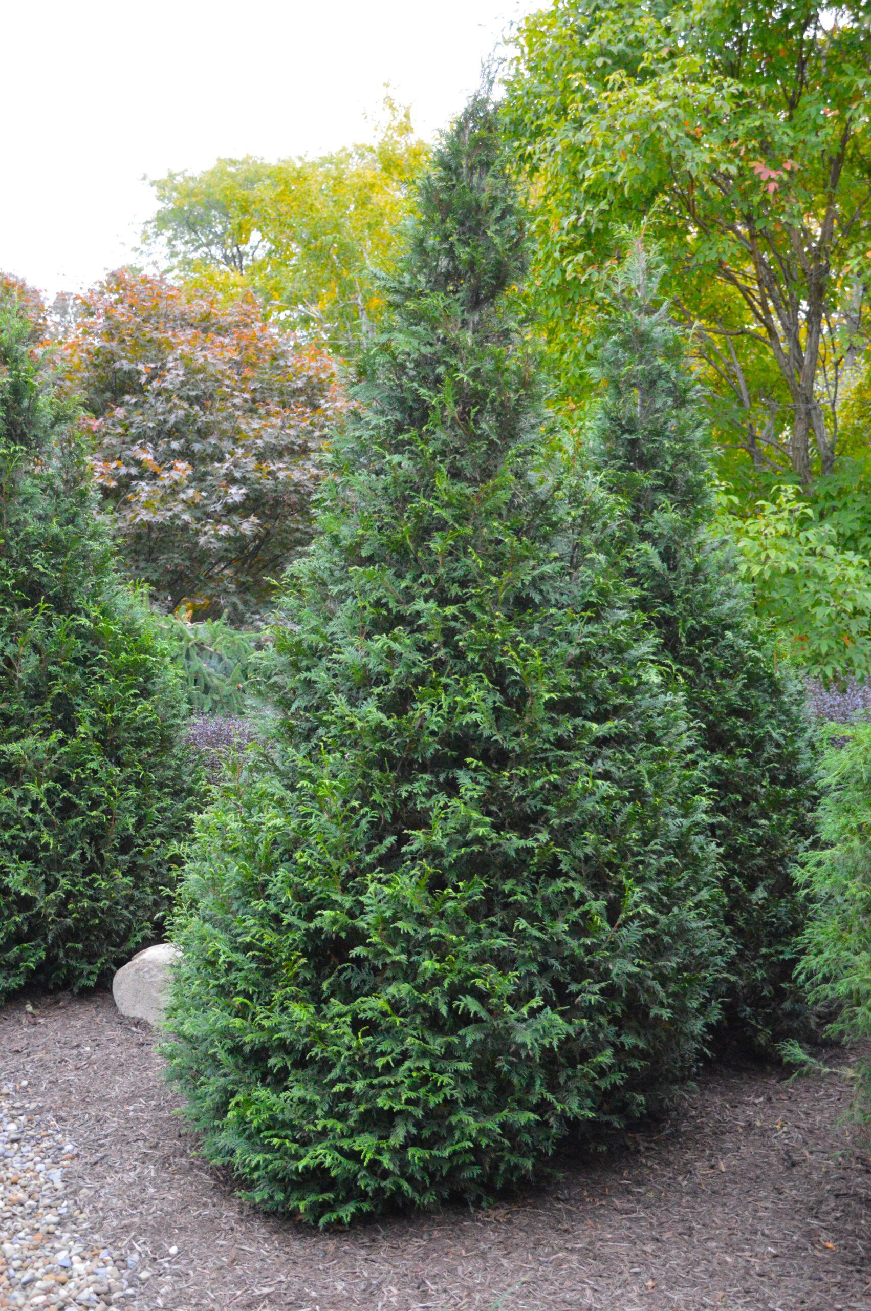 Thuja Plicata 'junior Giant' - View 24 from www redcrocus com