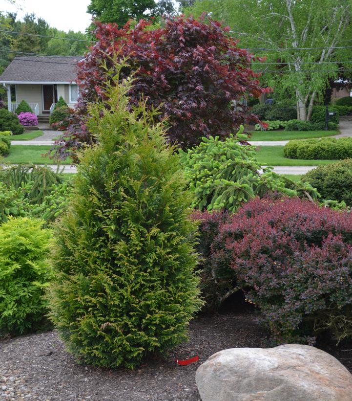 Thuja Plicata 'junior Giant' - View 2 from www redcrocus com