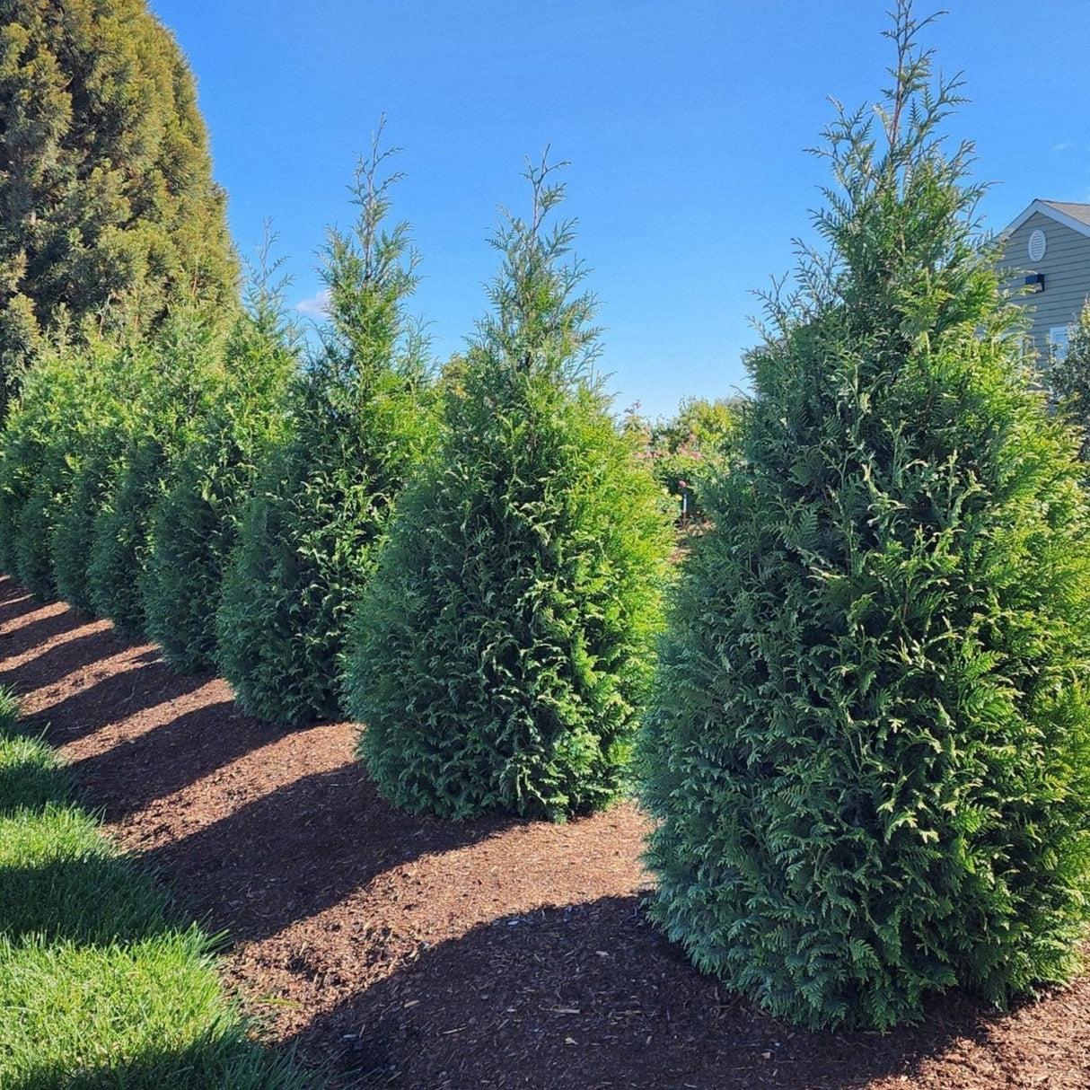 Thuja Plicata 'junior Giant' - View 32 from www redcrocus com