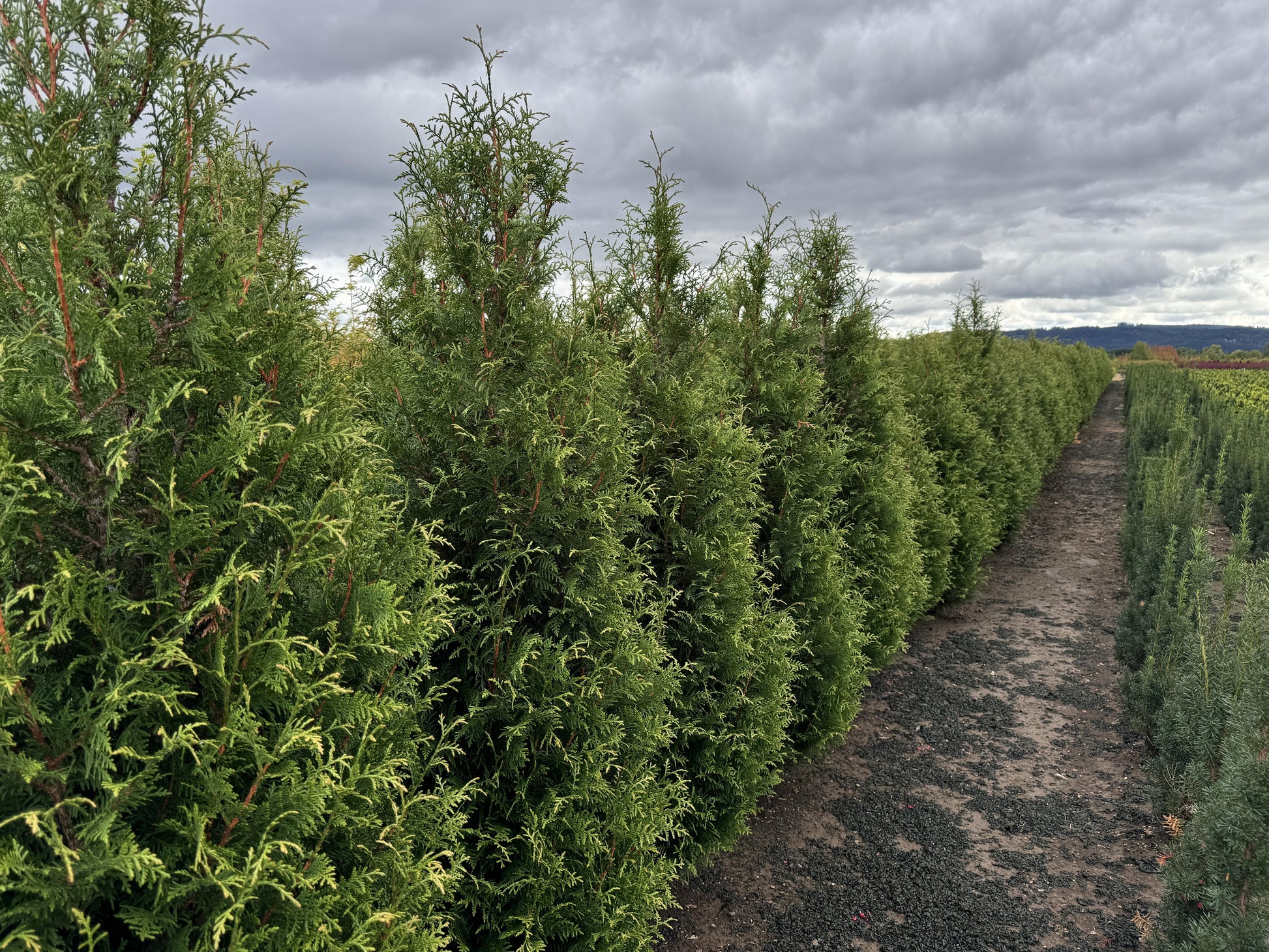 Thuja Plicata 'junior Giant' - View 34 from www redcrocus com