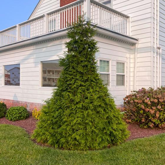 Thuja Plicata 'junior Giant' - View 40 from www redcrocus com
