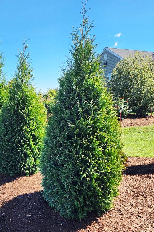 Thuja Plicata 'junior Giant' - View 4 from www redcrocus com