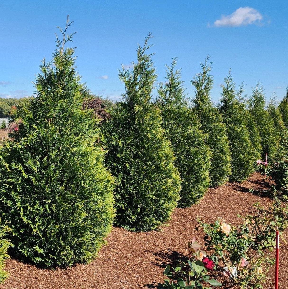 Thuja Plicata 'junior Giant' - View 9 from www redcrocus com