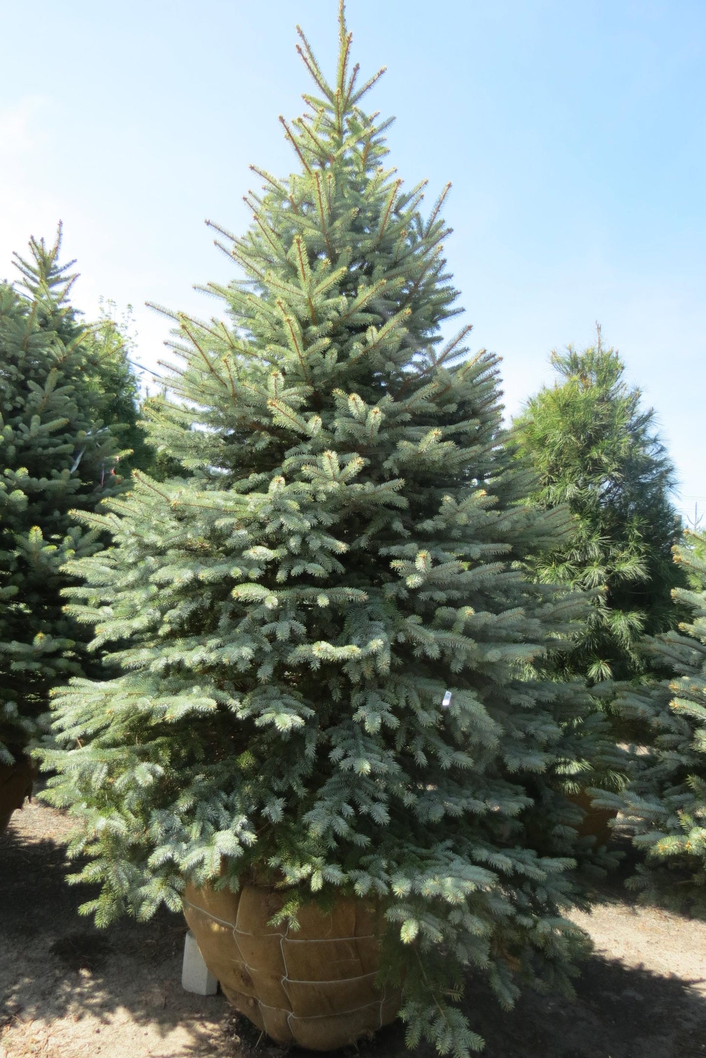 Picea Pungens Glauca Baby Blue - View 12 from www redcrocus com