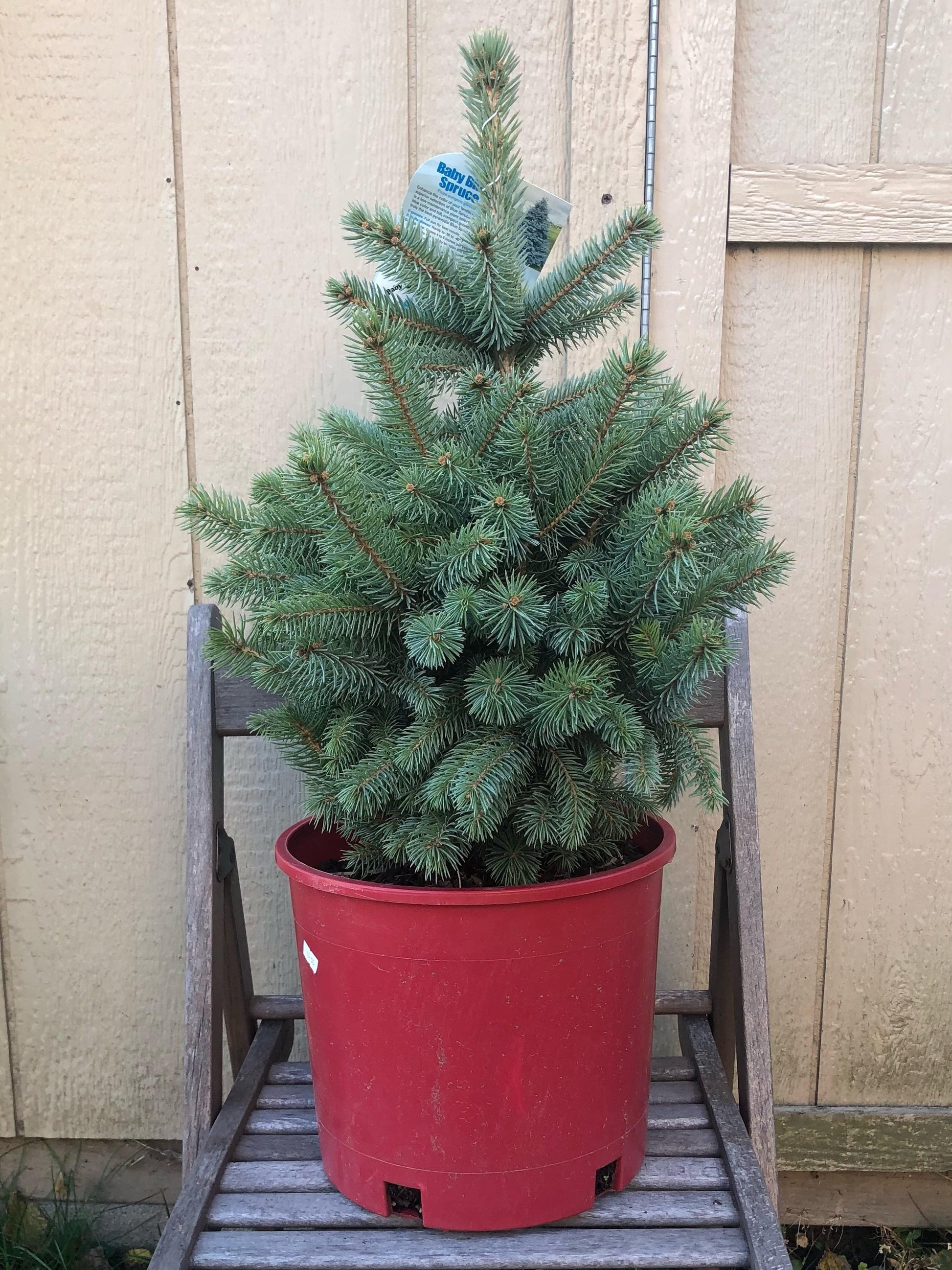 Picea Pungens Glauca Baby Blue - View 13 from www redcrocus com