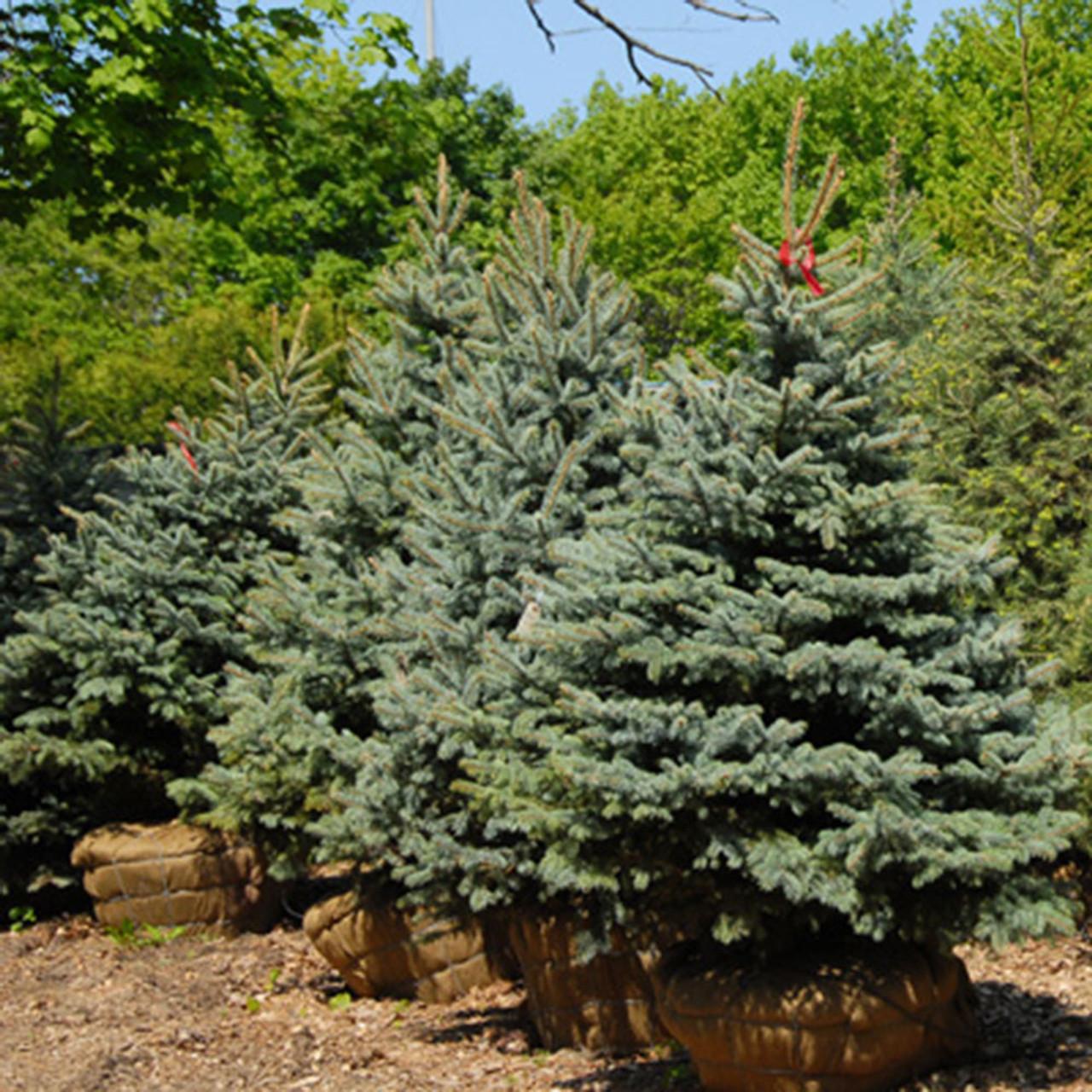 Picea Pungens Glauca Baby Blue - View 17 from www redcrocus com