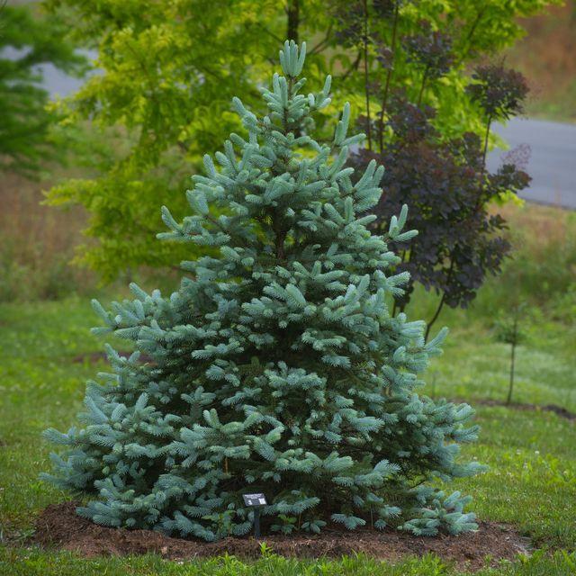 Picea Pungens Glauca Baby Blue - View 18 from www redcrocus com