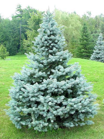 Picea Pungens Glauca Baby Blue - View 19 from www redcrocus com