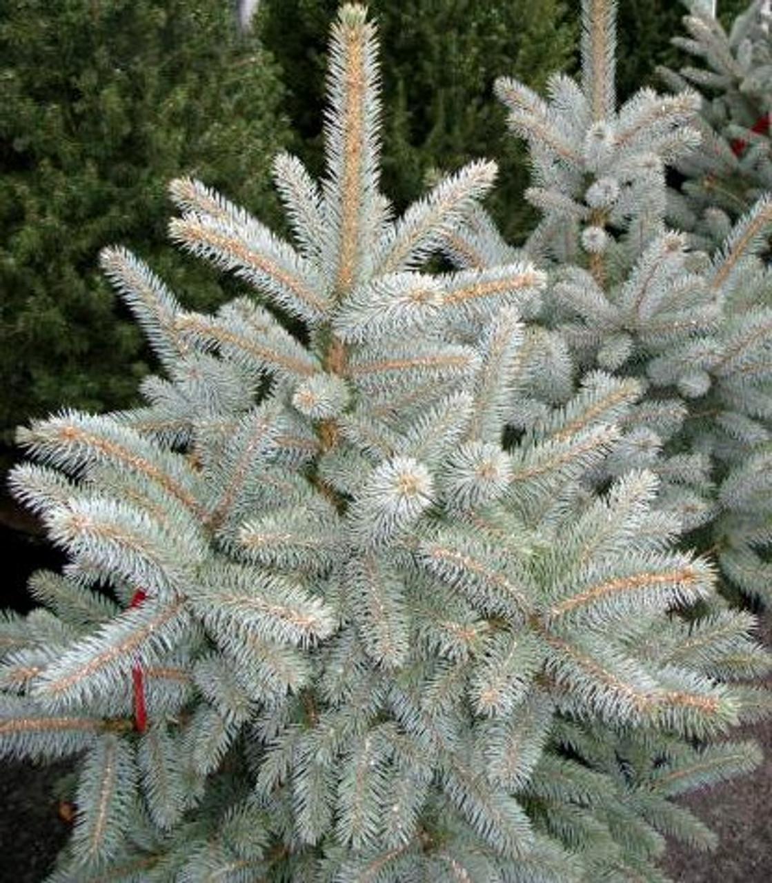 Picea Pungens Glauca Baby Blue - View 3 from www redcrocus com