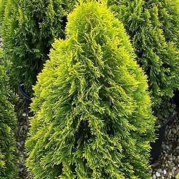 Thuja Plicata Northern Spire - View 10 from www redcrocus com