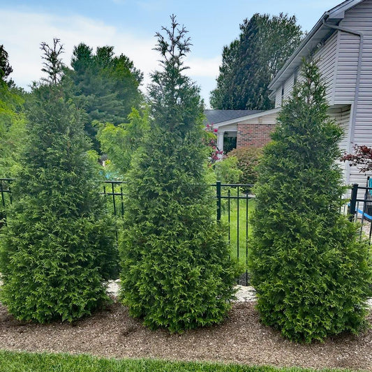 Thuja Plicata Northern Spire - View 1 from www redcrocus com