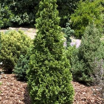 Thuja Plicata Northern Spire - View 2 from www redcrocus com