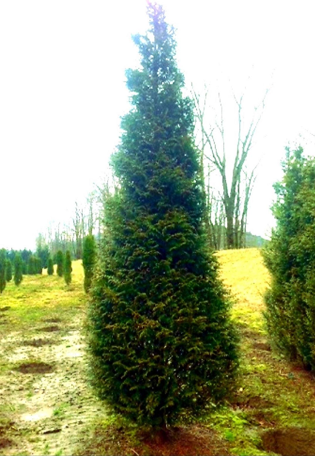Thuja Plicata Northern Spire - View 4 from www redcrocus com