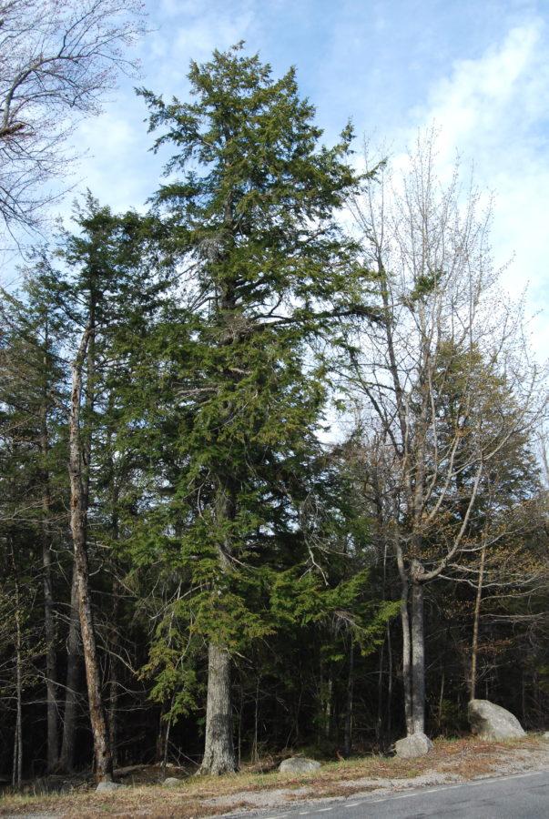Tsuga Canadensis - View 37 from www redcrocus com