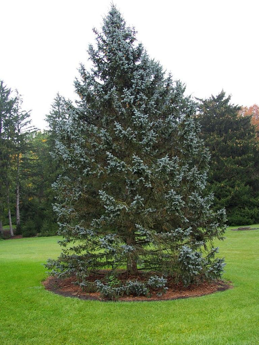 Picea Pungens Thomsen - View 10 from www redcrocus com