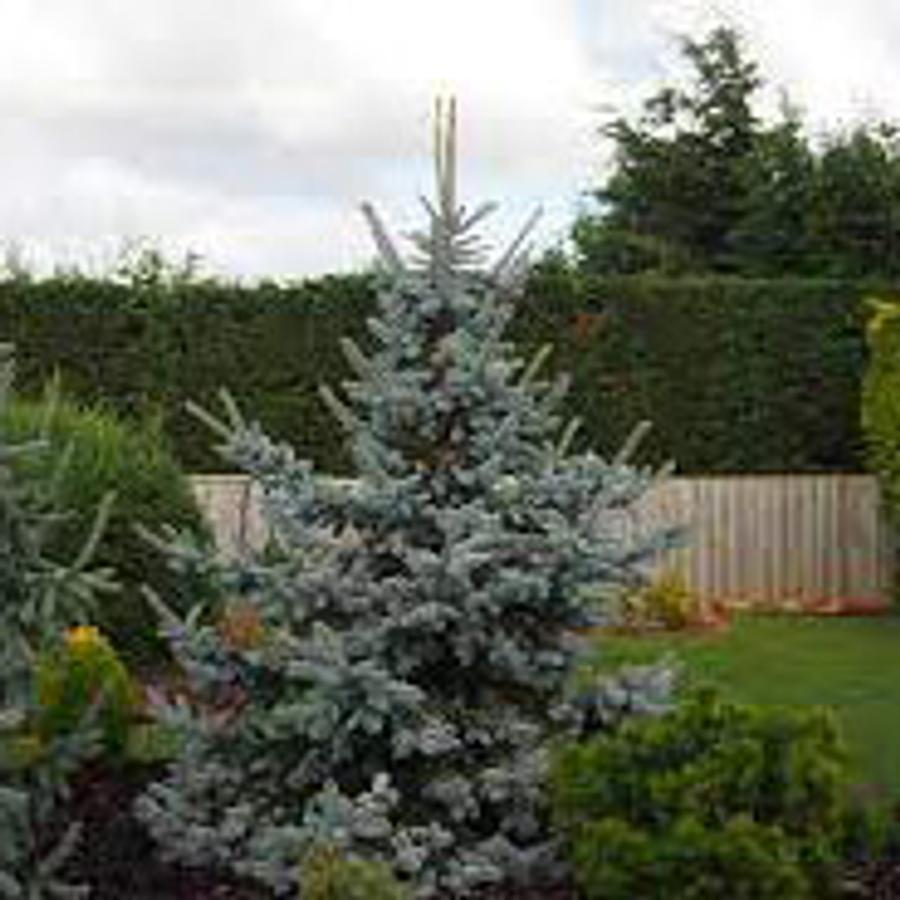 Picea Pungens Thomsen - View 12 from www redcrocus com