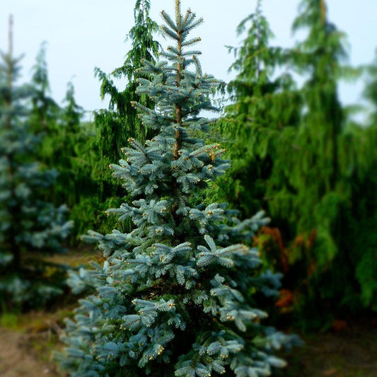 Picea Pungens Thomsen - View 1 from www redcrocus com