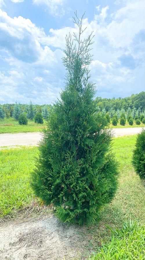 Thuja Occidentalis American Pillar - View 1 from www redcrocus com