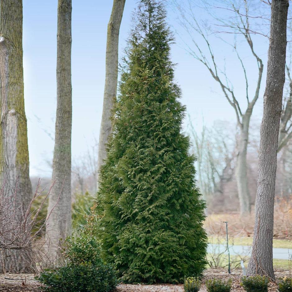 Thuja Occidentalis 'american Pillar' - View 12 from www redcrocus com