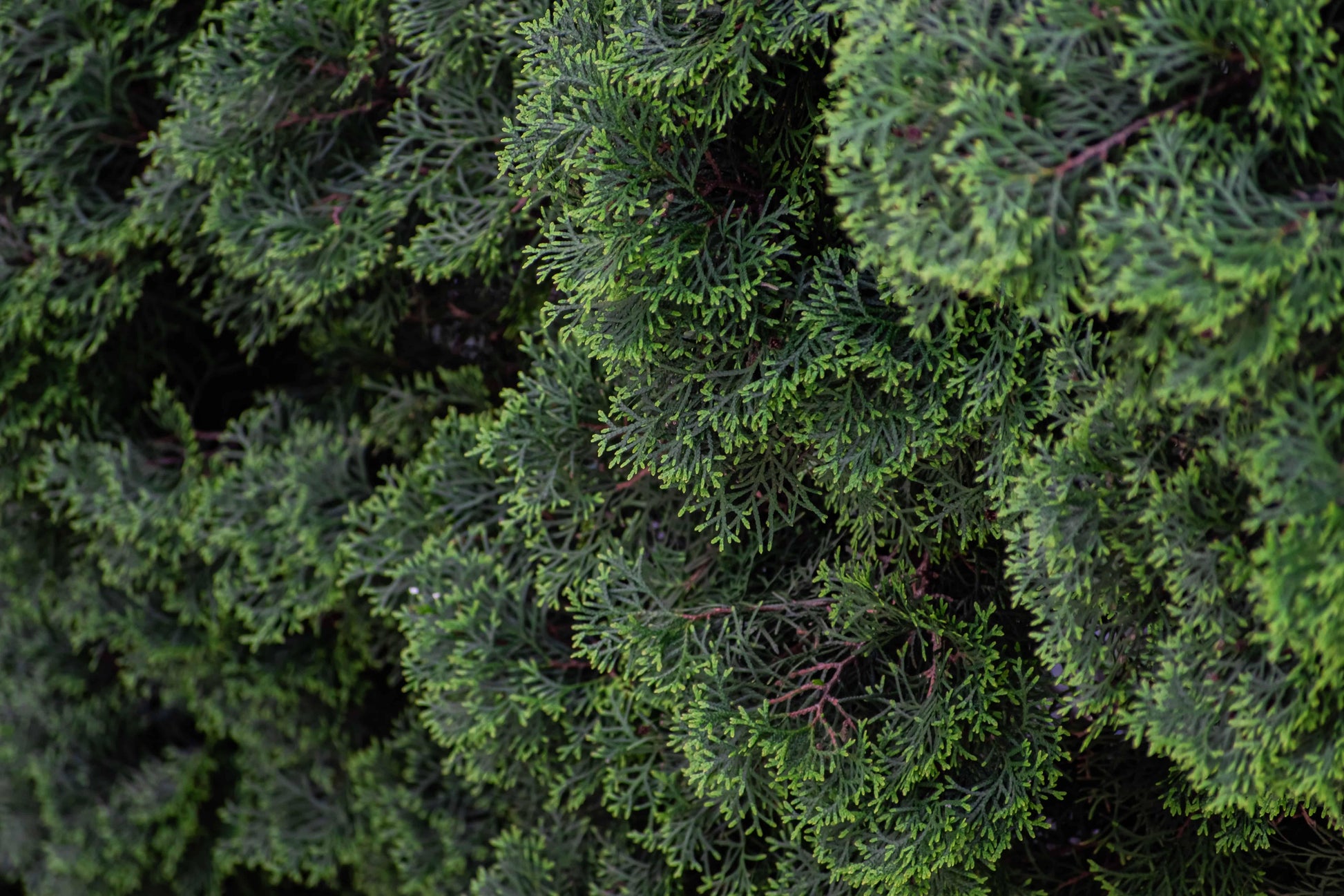 Thuja Occidentalis 'american Pillar' - View 16 from www redcrocus com