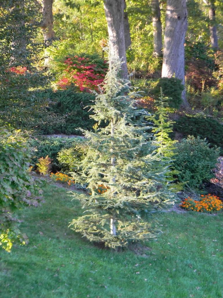 Cedrus Deodara Karl Fuchs - View 12 from www redcrocus com