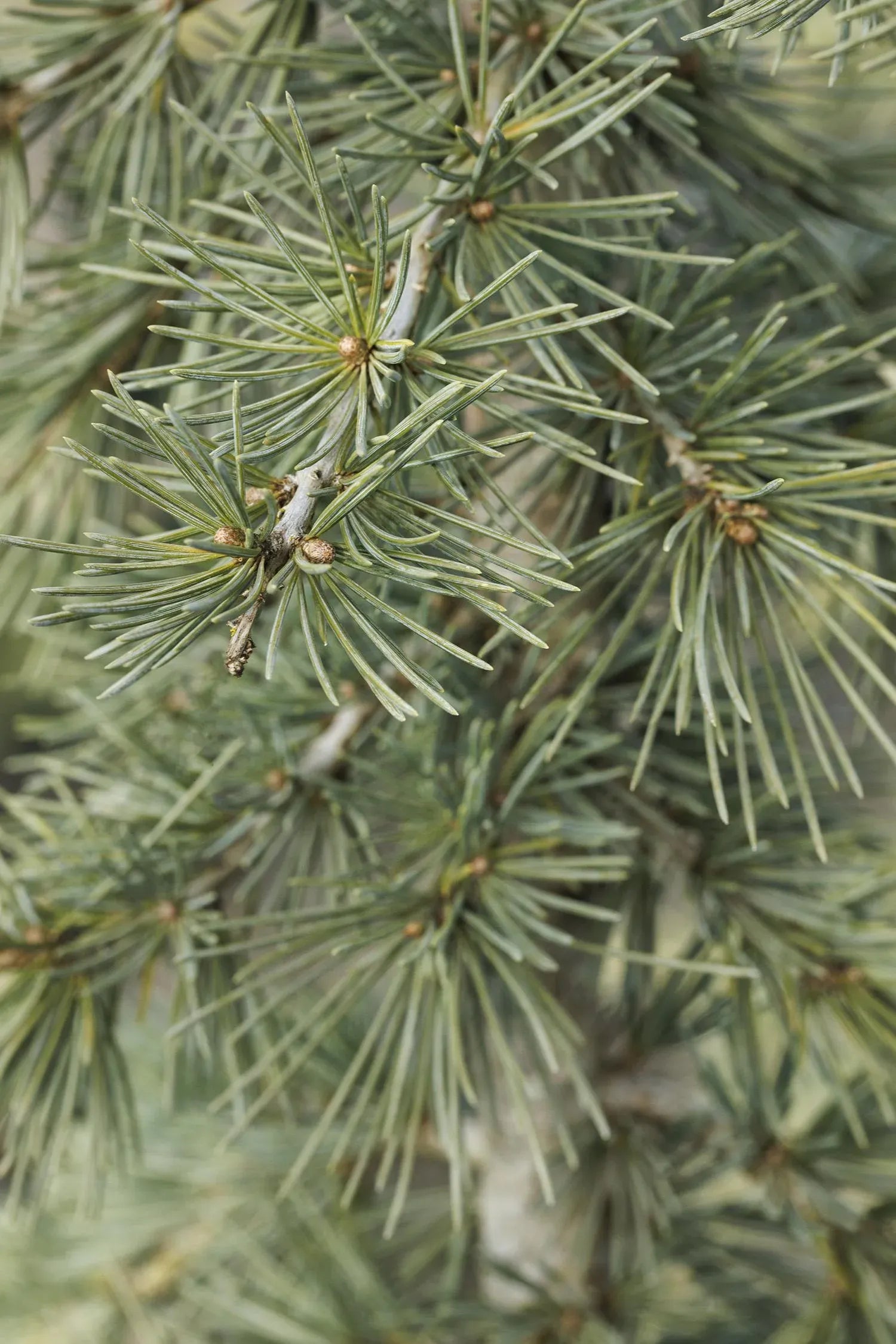 Cedrus Deodara Karl Fuchs - View 13 from www redcrocus com