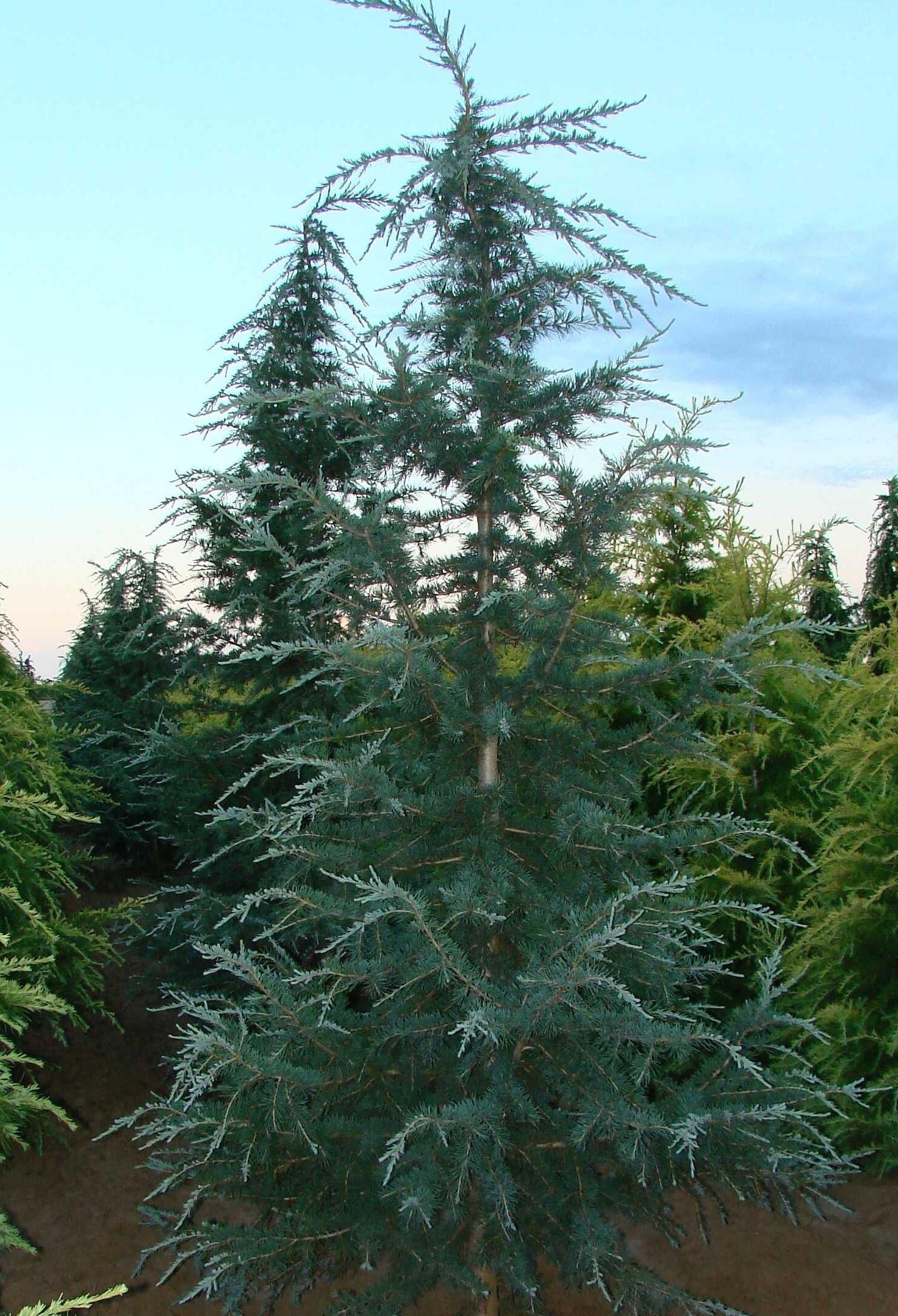Cedrus Deodara Karl Fuchs - View 1 from www redcrocus com