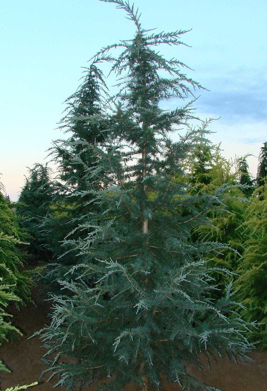 Cedrus Deodara Karl Fuchs - View 1 from www redcrocus com