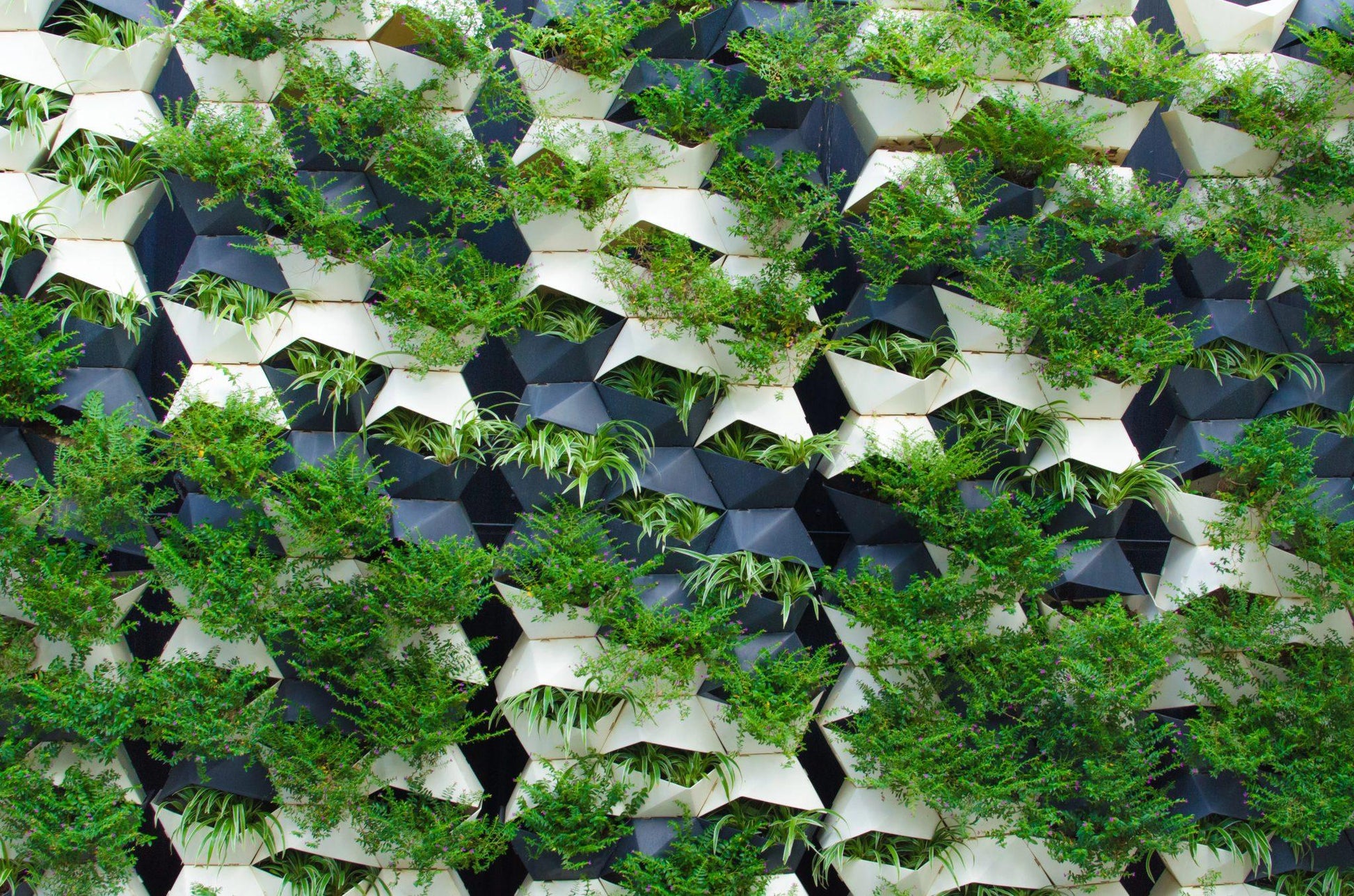 Thuja Plicata Leprechaun - View 13 from www redcrocus com