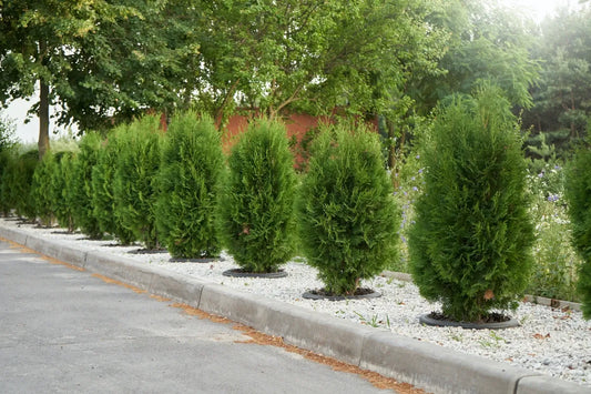 Thuja Plicata Leprechaun - View 1 from www redcrocus com