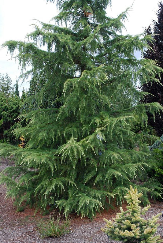 Cedrus Deodara Albo Spica - View 1 from www redcrocus com