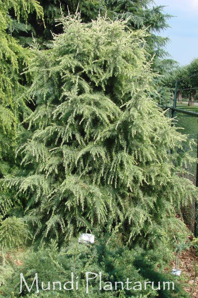 Cedrus Deodara Albo Spica - View 3 from www redcrocus com
