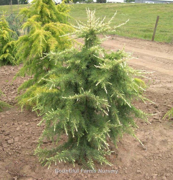 Cedrus Deodara Albo Spica - View 7 from www redcrocus com