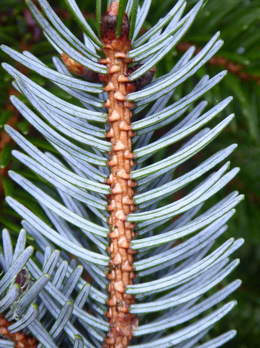 Picea Jezoensis Var  Hondoensis - View 10 from www redcrocus com