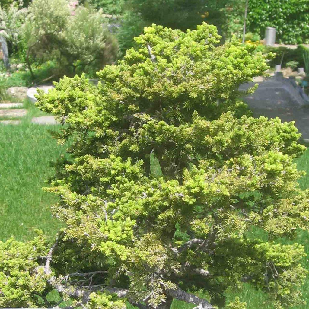 Picea Jezoensis Var  Hondoensis - View 11 from www redcrocus com