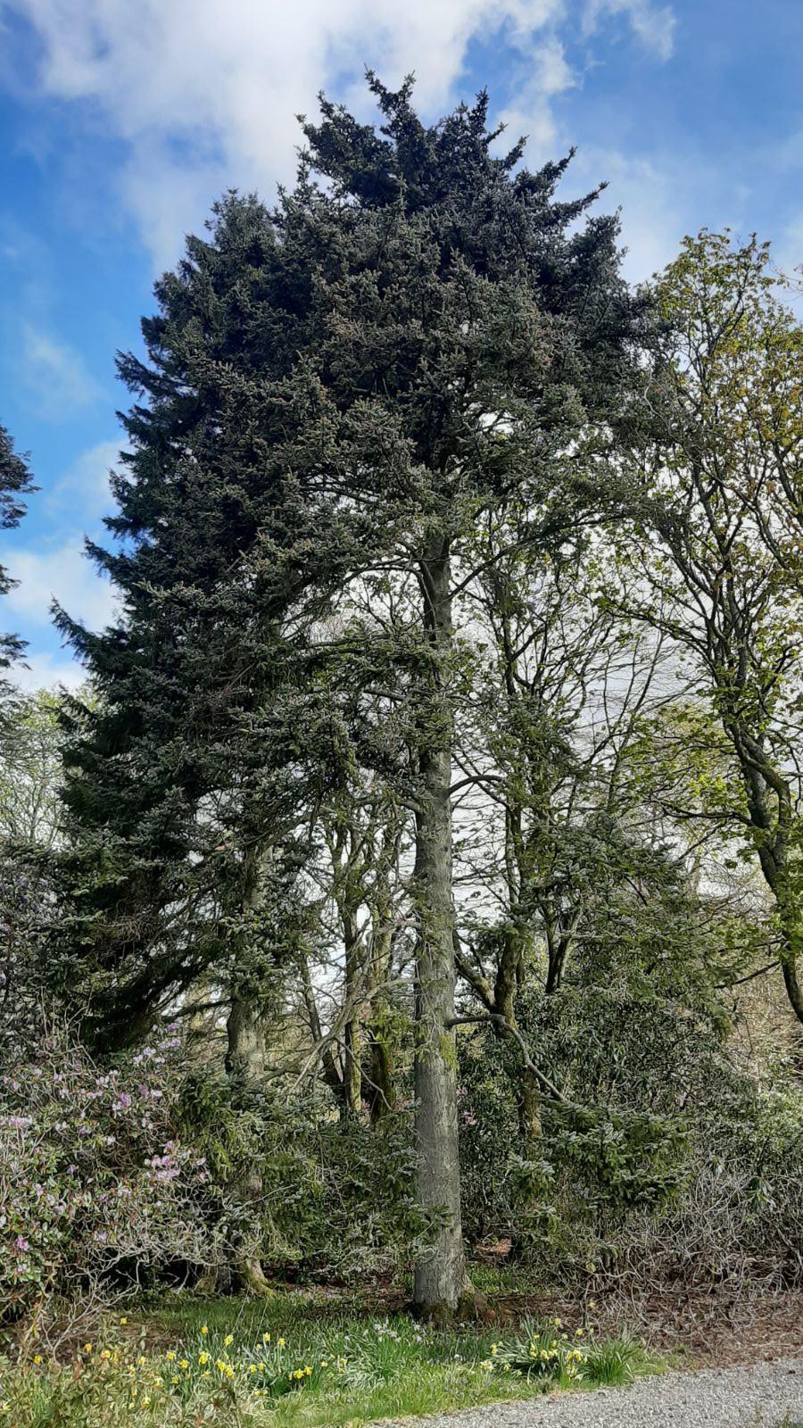 Picea Jezoensis Var  Hondoensis - View 12 from www redcrocus com
