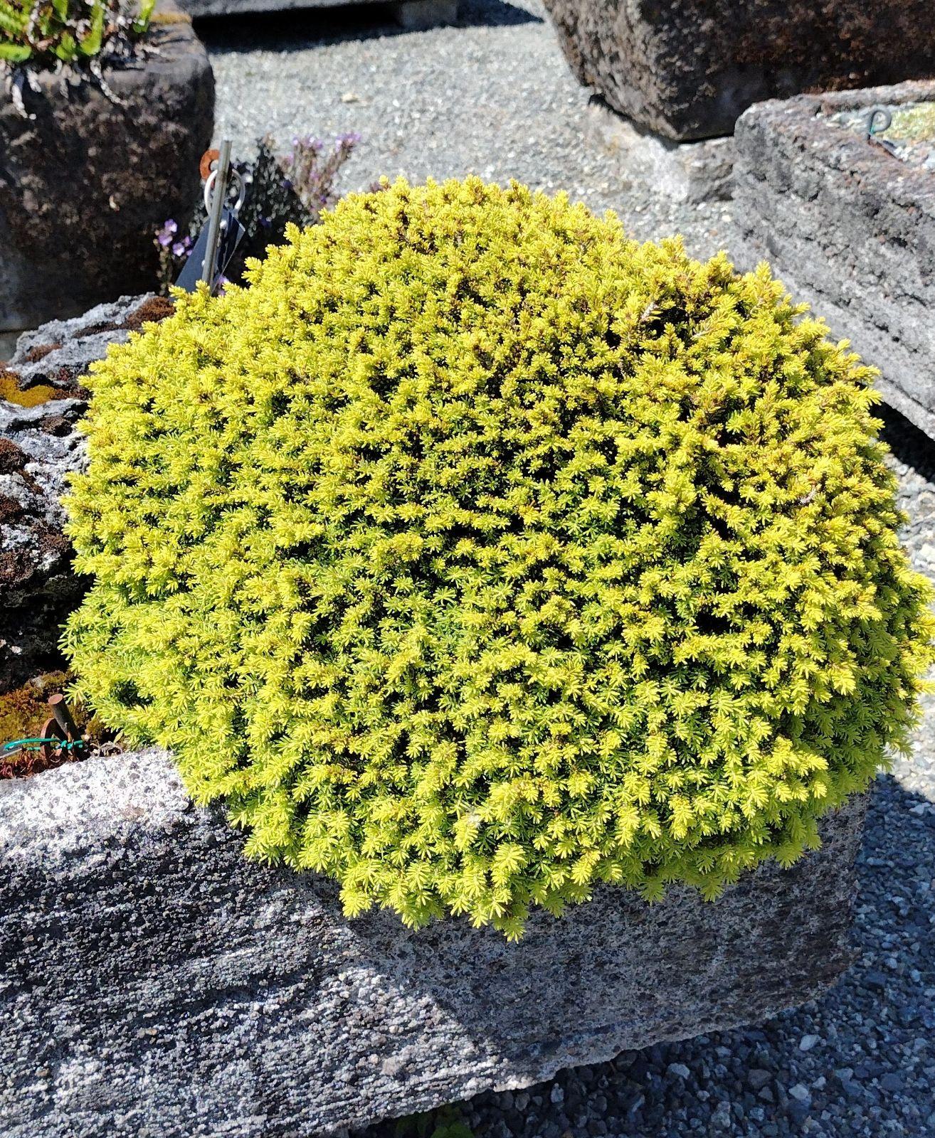 Picea Jezoensis Var  Hondoensis - View 14 from www redcrocus com