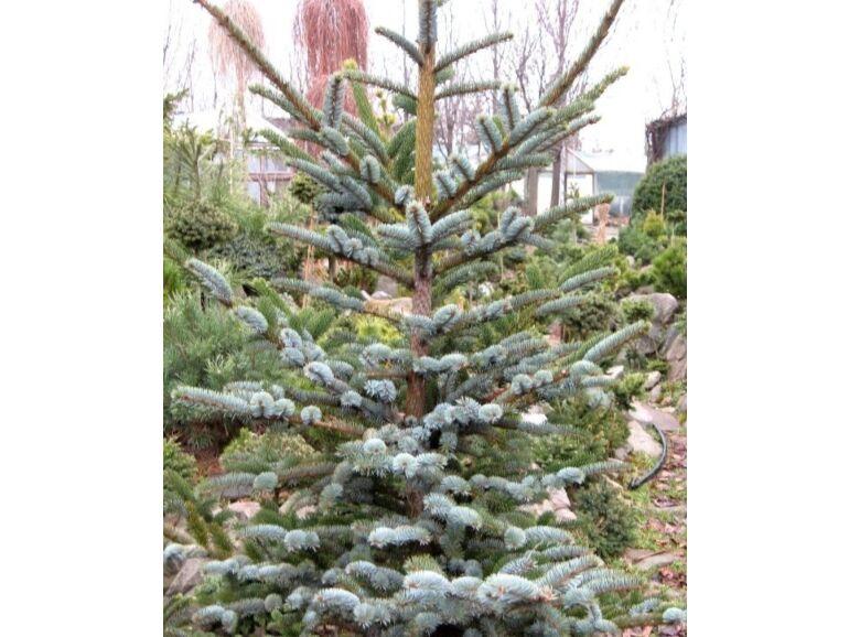 Picea Jezoensis Var  Hondoensis - View 15 from www redcrocus com