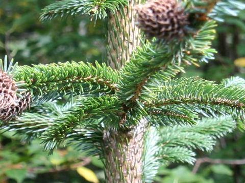 Picea Jezoensis Var  Hondoensis - View 16 from www redcrocus com